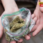 UP: Pronađeno 250 grama marihuane, uhapšena jedna osoba