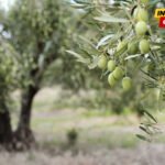 MSJA: Zaštitu Ulcinjske maslinade ne vidimo kao prepreku maslinarima, već kao mehanizam očuvanja prostora i djelatnosti