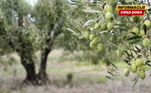 MSJA: Zaštitu Ulcinjske maslinade ne vidimo kao prepreku maslinarima, već kao mehanizam očuvanja prostora i djelatnosti