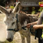 Magarci uključeni u terapije u psihijatrijskoj bolnici