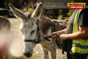 Magarci uključeni u terapije u psihijatrijskoj bolnici