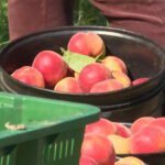 Na “Plantažama” uglavnom radnici iz Srbije, BiH i Sjeverne Makedonije: Koliko može da se zaradi od berbe voća?