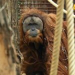 Studija: U samo četiri dana jakih kiša nestalo sedam odsto najugroženije vrste orangutana
