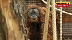 Studija: U samo četiri dana jakih kiša nestalo sedam odsto najugroženije vrste orangutana