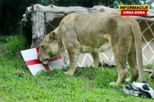 Lav iz zoo-vrta u Dalasu prognozirao pobjedu Engleske protiv Hrvatske