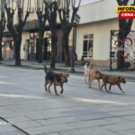 Lakše preko granice sa ljubimcima: Procedura za putovanje u EU sa psom skraćena od sjutra