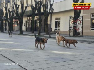 Lakše preko granice sa ljubimcima: Procedura za putovanje u EU sa psom skraćena od sjutra