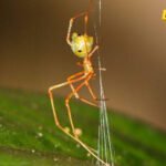 U Australiji otkriven pauk koji lovi pomoću katapulta
