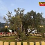 Staru maslinu posjetilo skoro 40 hiljada gostiju