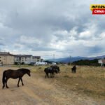 Apel: Obezbijediti vodu i hranu za konje