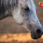AP: Napušteni konji nadomak Podgorice lutaju bez zaštite, hrane i vode na vrućini