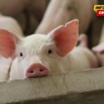Srbija: Zbog afričke kuge na jednoj farmi kod Rume biće eutanazirano 10.000 svinja
