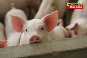 Srbija: Zbog afričke kuge na jednoj farmi kod Rume biće eutanazirano 10.000 svinja