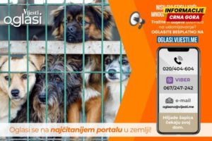 Hiljade šapica čekaju na svoj dom