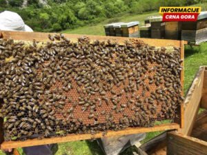 Kolašin: Podrška pčelarima i farmerima
