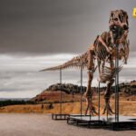 Da li bi ovaj tiranosaurus reks mogao da postane najskuplji dinosaurus na svijetu