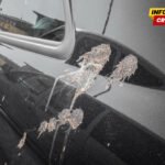 Kako bezbjedno ukloniti ptičji izmet sa automobila – bez trajnih oštećenja laka
