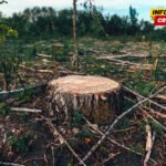 Nalozi fiktivni, a pustošenje stvarno: Državni sekretar podnio više krivičnih prijava zbog bespravnih sječa šuma