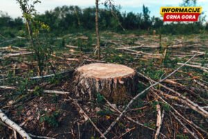 Nalozi fiktivni, a pustošenje stvarno: Državni sekretar podnio više krivičnih prijava zbog bespravnih sječa šuma