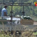 Proizvođači lubenice iz Malesije tvrde da su bez podrške države kada im je najpotrebnija