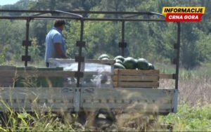 Proizvođači lubenice iz Malesije tvrde da su bez podrške države kada im je najpotrebnija