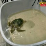 U Akvarijumu Boka zbrinuta povrijeđena morska kornjača
