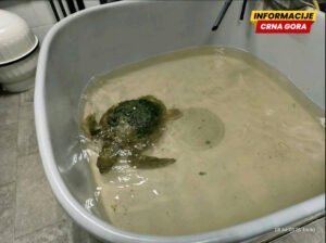 U Akvarijumu Boka zbrinuta povrijeđena morska kornjača