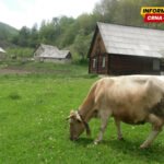 Za mlade farmere u Kolašinu daju do 4.000 eura
