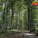 Biogradsku goru pritisle nelegalne gradiše