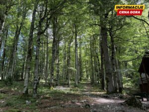 Biogradsku goru pritisle nelegalne gradiše