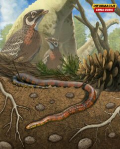 Fosil iz doba dinosaurusa pruža novi uvid u evoluciju zmija