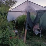 Policija otkrila plantažu marihuane u dvorištu porodične kuće u Nikšiću, uhapšeni otac i sin