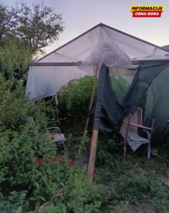 Policija otkrila plantažu marihuane u dvorištu porodične kuće u Nikšiću, uhapšeni otac i sin