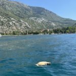 Morska kornjača nastradala u akvatorijumu ispred Kotora