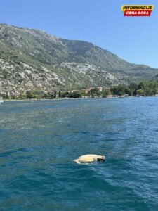 Morska kornjača nastradala u akvatorijumu ispred Kotora