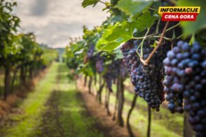 Mond: Ovogodišnja berba grožđa u Francuskoj ugrožena sušom