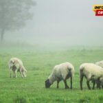 Poziv za dostavljanje informacija o tržišnim viškovima jagnjadi