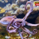 Hobotnice protiv plavog raka – italijanski naučnici traže prirodnog saveznika za spas Jadrana