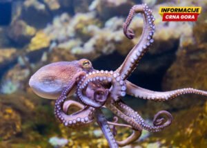 Hobotnice protiv plavog raka - italijanski naučnici traže prirodnog saveznika za spas Jadrana