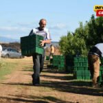 Grape Harvest Season in Montenegro: Where to Experience ‘the Berba’