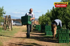 Grape Harvest Season in Montenegro: Where to Experience 'the Berba'