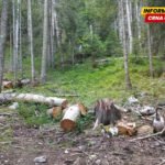 Državu nije briga za šume – skoro ništa nije preduzeto kako bi se zaustavila bespravna sječa