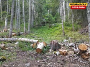 Državu nije briga za šume – skoro ništa nije preduzeto kako bi se zaustavila bespravna sječa