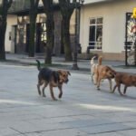 Obavezni povodac, čip i kese za kupljenje izmeta: Bijelo Polje uvodi stroga pravila za kućne ljubimce