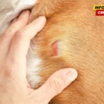 Budva: Uhapšen osumnjičeni za mučenje psa