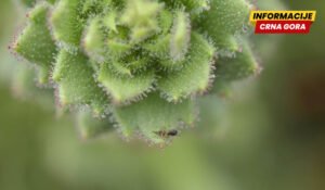 Planinski cvijet iz Kine pridružio se svjetskom klubu biljaka mesožderki