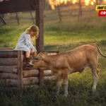 Štala kao spas: Zašto su seoska djeca zdravija