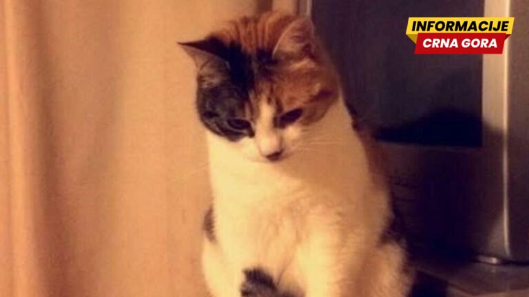 Nestala mačka pronađena poslije 10 godina - na 30. rođendan vlasnice