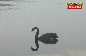 Rijetka pojava na Balkanu: Crni labud u zalivu Trašte