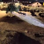 Mještani Lastve Grbaljske traže da nadležni hitno riješe problem lutajuće stoke
